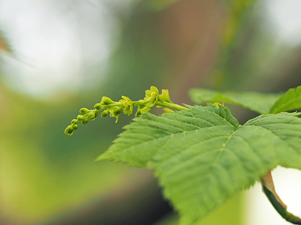 ウリハダタエデ ウリハダタエデ