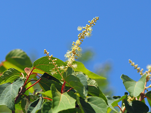 ハンゲショウ ハンゲショウ