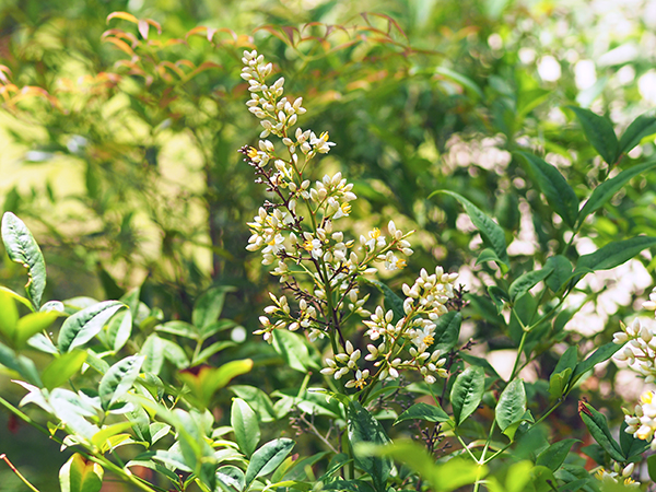 ハンゲショウ ハンゲショウ