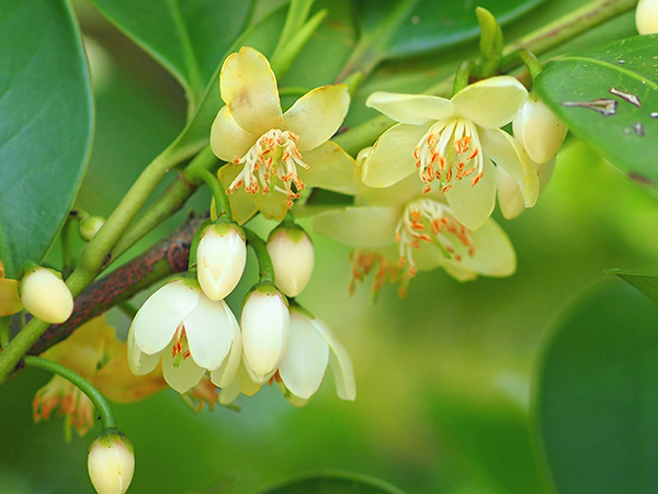 ハンゲショウ ハンゲショウ