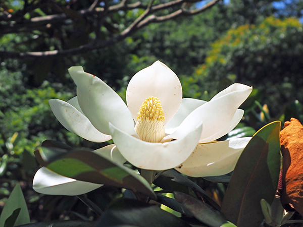 ハンゲショウ ハンゲショウ