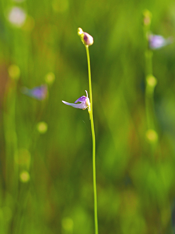 ホザキノミミカキグサ ホザキノミミカキグサ