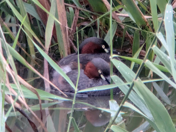 カイツブリ カイツブリ