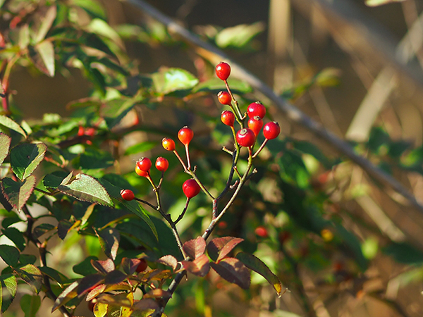 ノイバラ ノイバラ