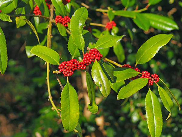 タラヨウ タラヨウ
