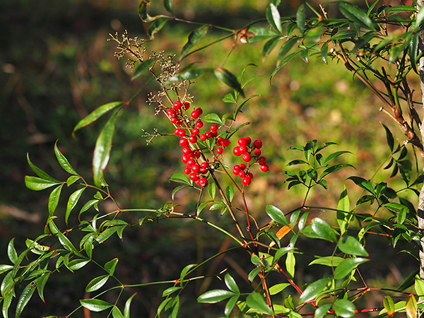 ナンテン ナンテン