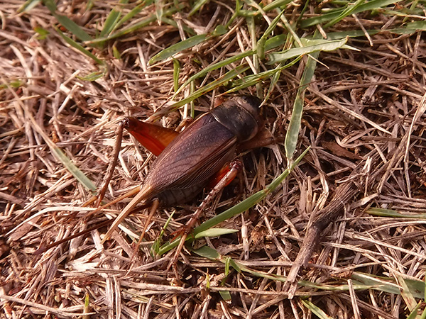 エンマコオロギ エンマコオロギ