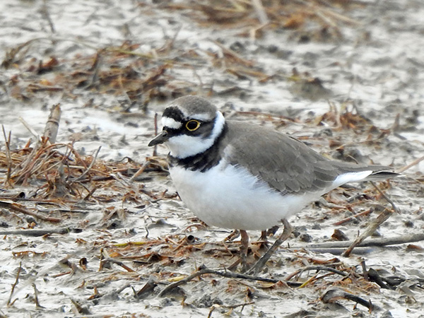 コチドリ コチドリ