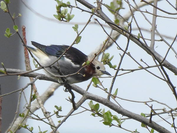 コムクドリ コムクドリ