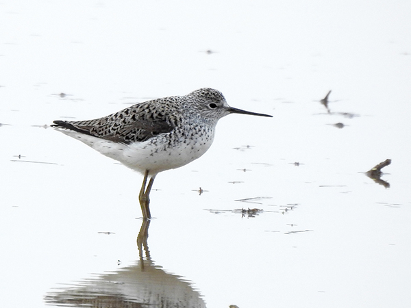 コアオアシシギ コアオアシシギ