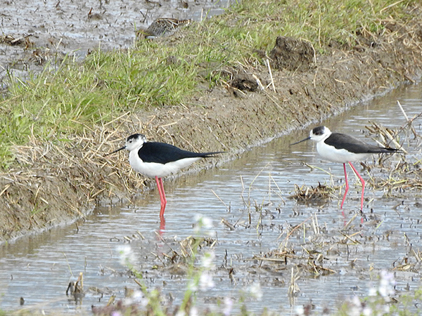 セイタカシギ セイタカシギ