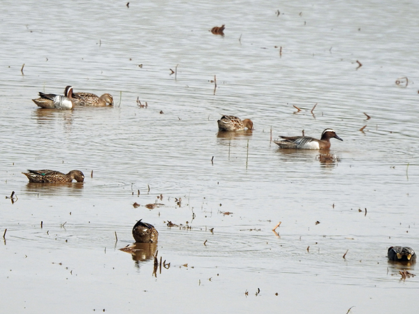 �V�}�A�W�ƃR�K��