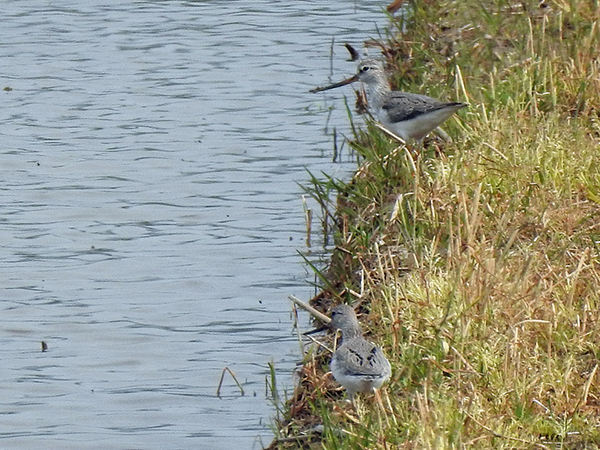 ソリハシシギ ソリハシシギ