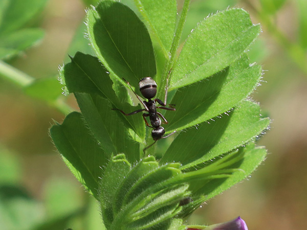 �N�����}�A���ƃ��n�Y�m�G���h�E