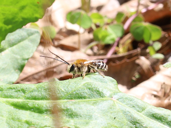 ニッポンヒゲナガハナバチのオス ニッポンヒゲナガハナバチのオス