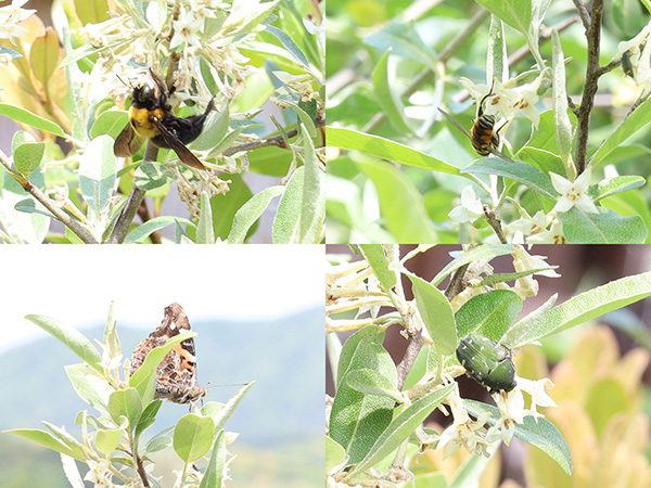 グミの花と訪花昆虫 グミの花と訪花昆虫