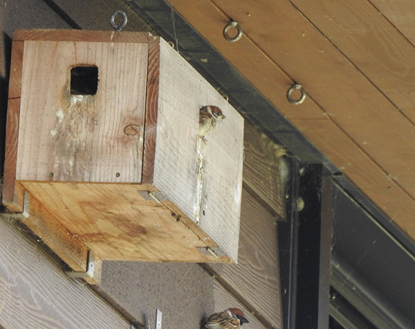 スズメの巣箱とヒナ スズメの巣箱とヒナ