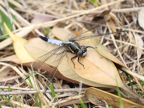 �V�I�J���g���{