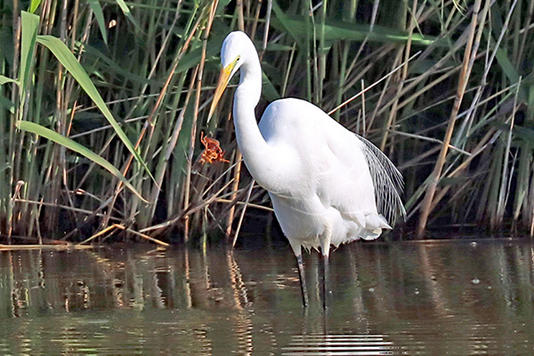 ダイサギ ダイサギ