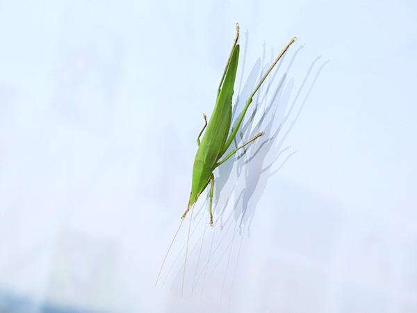 クビキリギス クビキリギス