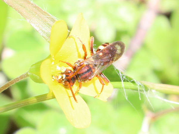 キマダラハナバチのなかま キマダラハナバチのなかま