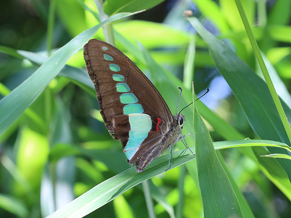 アオスジアゲハ アオスジアゲハ