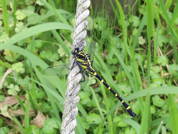 コオニヤンマ コオニヤンマ