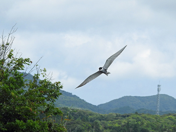 クロハラアジサシ クロハラアジサシ
