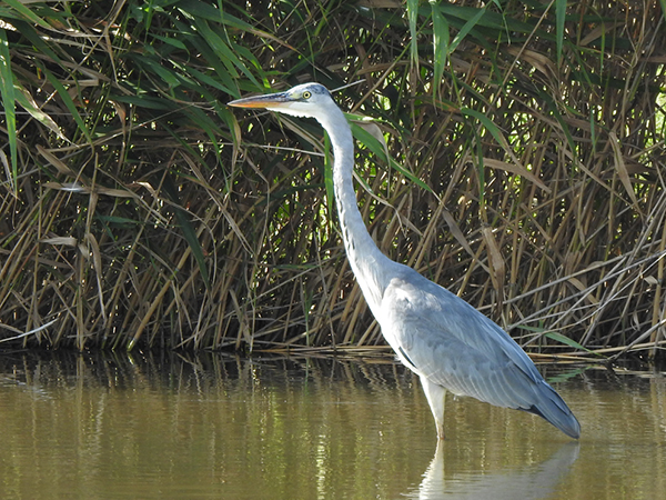 アオサギ アオサギ