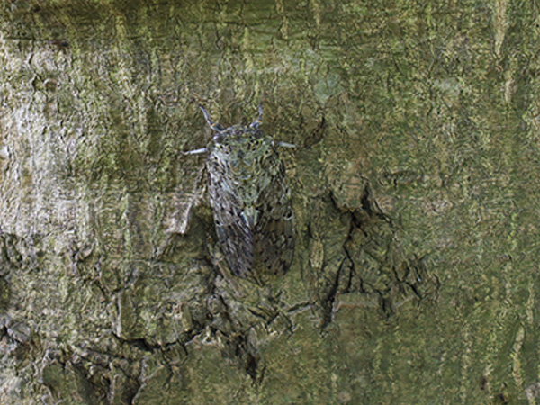 ニイニイゼミ ニイニイゼミ