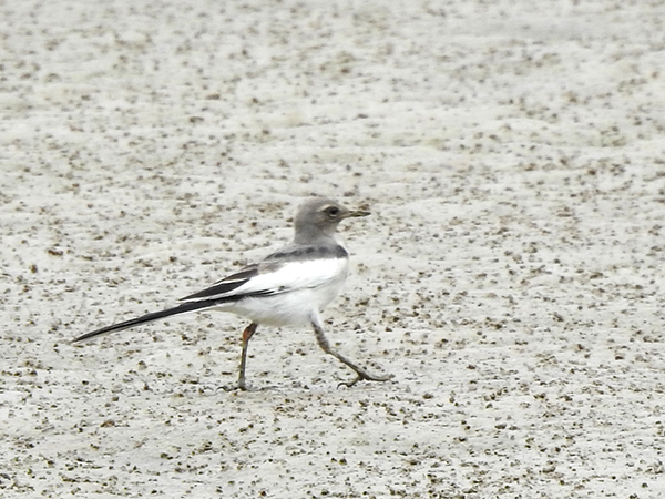 セグロセキレイ セグロセキレイ