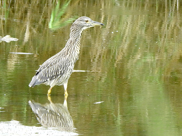 ゴイサギ ゴイサギ