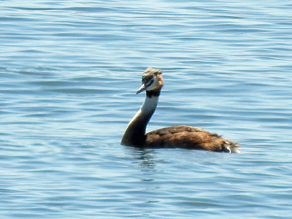 カンムリカイツブリ カンムリカイツブリ