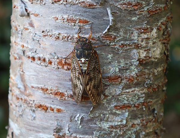 アブラゼミ アブラゼミ