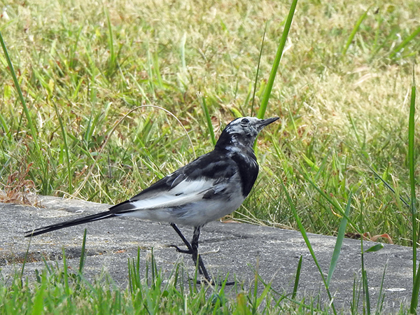 アブラゼミ アブラゼミ