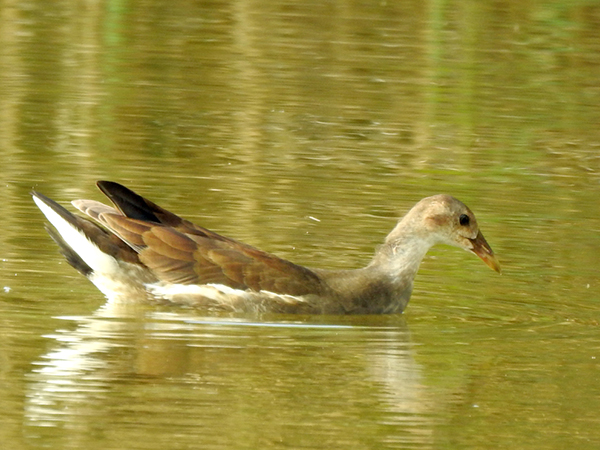 バン 幼鳥 バン 幼鳥