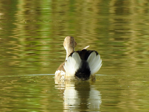 バン 幼鳥 バン 幼鳥