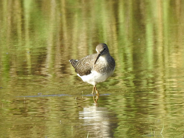 クサシギ クサシギ