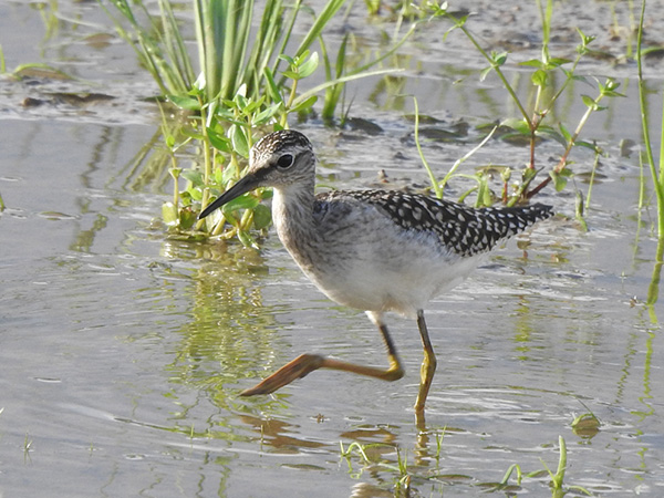 タカブシギ タカブシギ