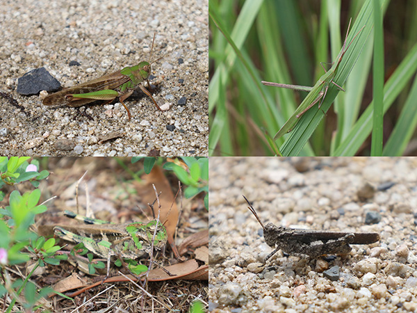 バッタいろいろ バッタいろいろ