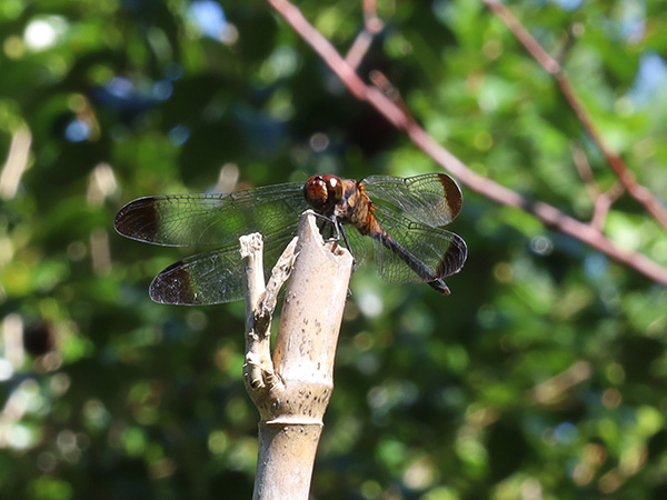 ノシメトンボ ノシメトンボ