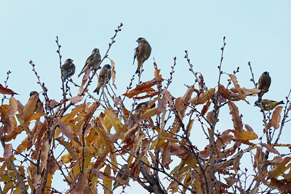 カワラヒワ カワラヒワ