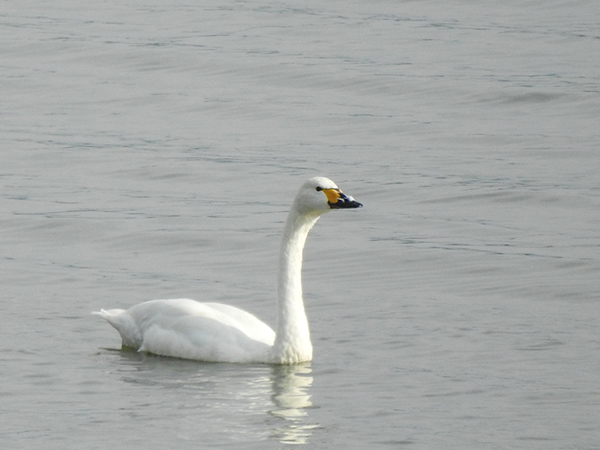 コハクチョウ コハクチョウ