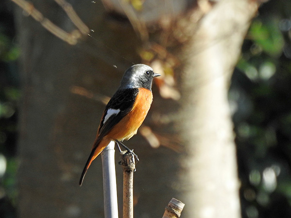 ジョウビタキ ジョウビタキ