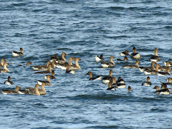 ヒシクイ ヒシクイ