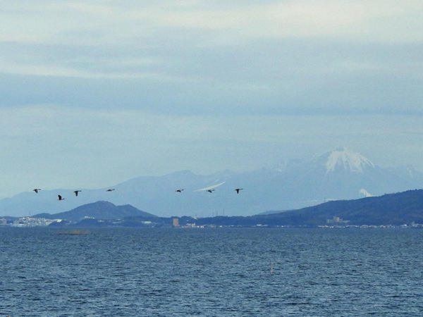 ヒシクイ ヒシクイ