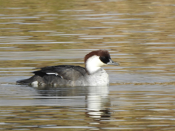 ミコアイサ ミコアイサ