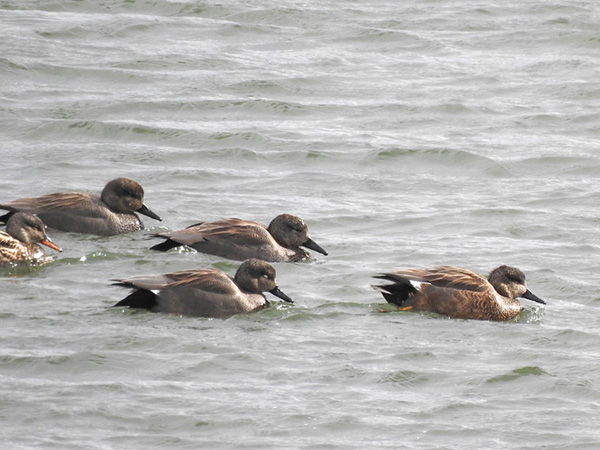 �I�J���V�K��