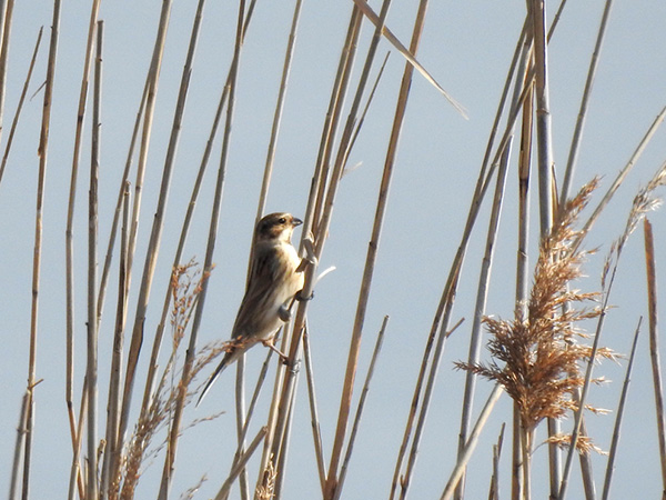 �I�I�W������