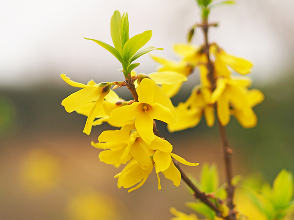 �V�i�����M���E